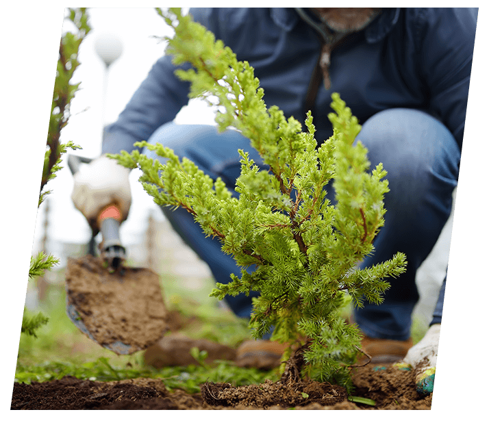 Planting trees to help the climate